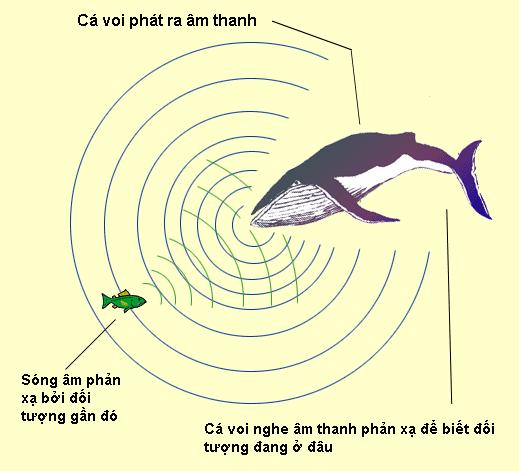 CESTI - Thám hiểm đại dương bằng sóng âm